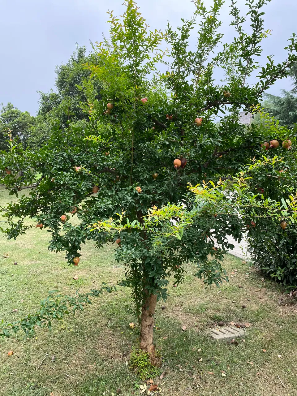 Pomegranate tree