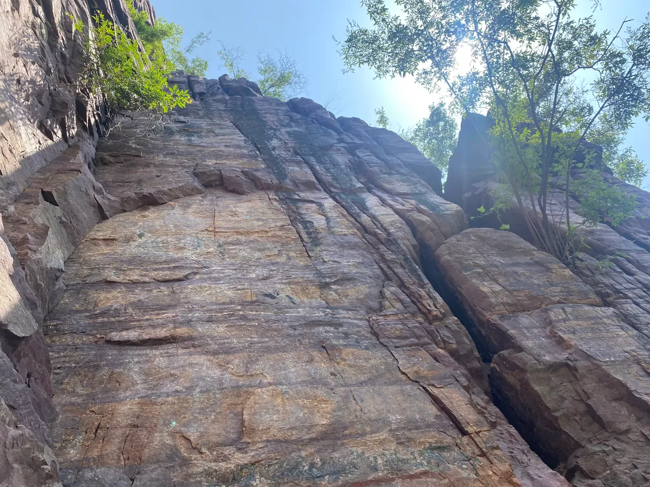 Trees growing in the crevices