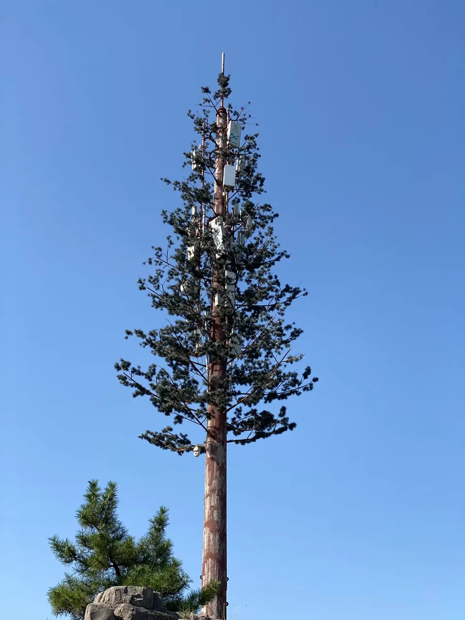 Radio tower disguised as tree