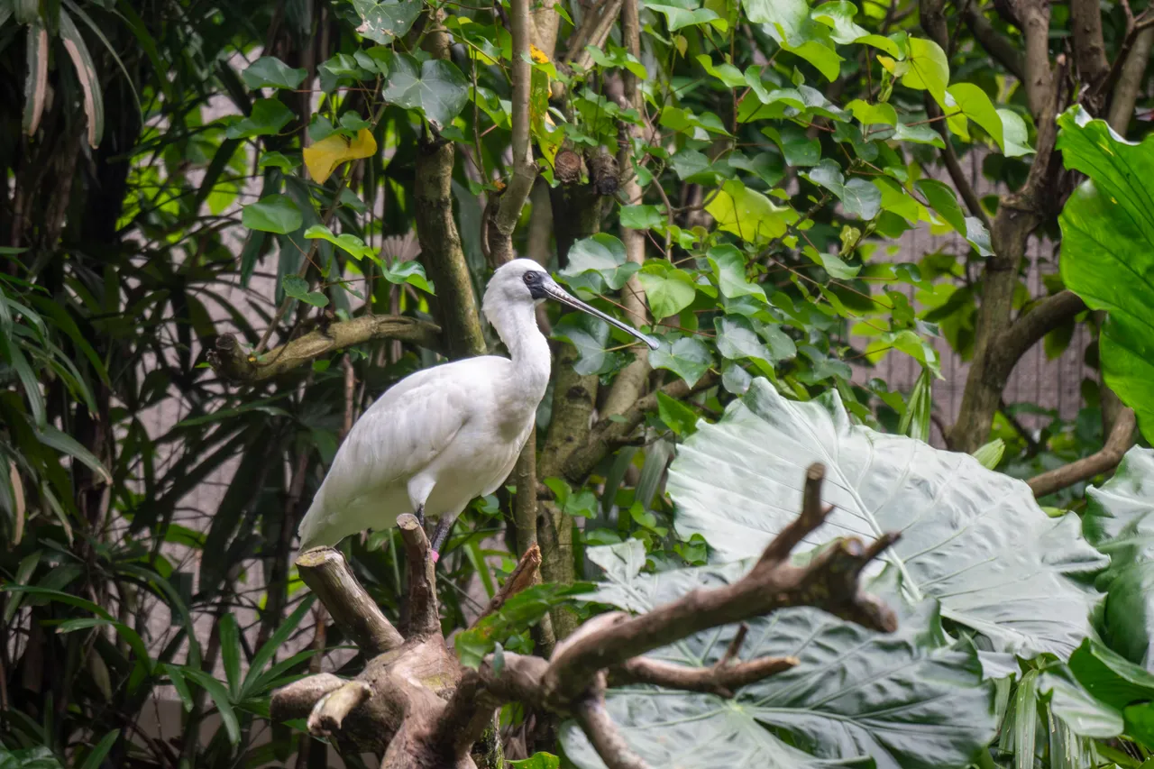 Black-faced spoonbill