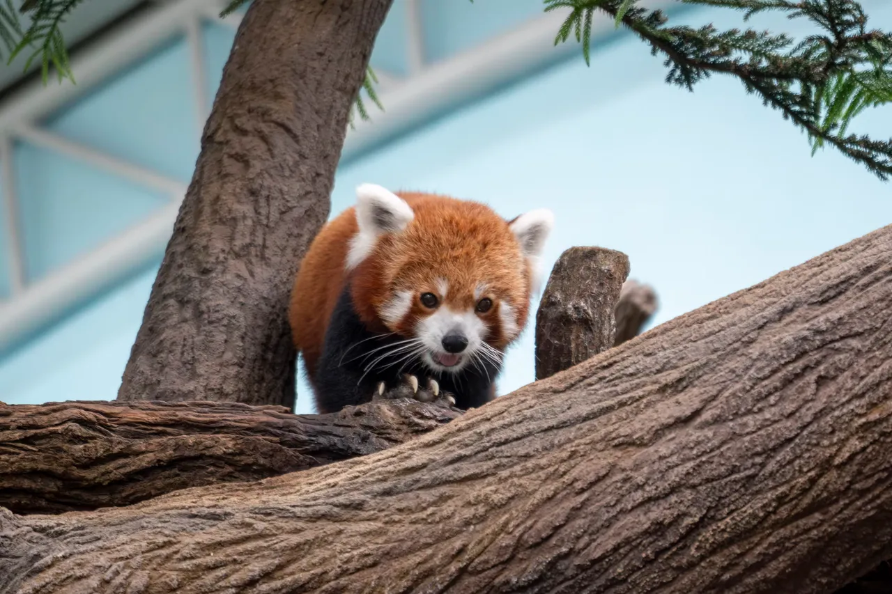 Red panda