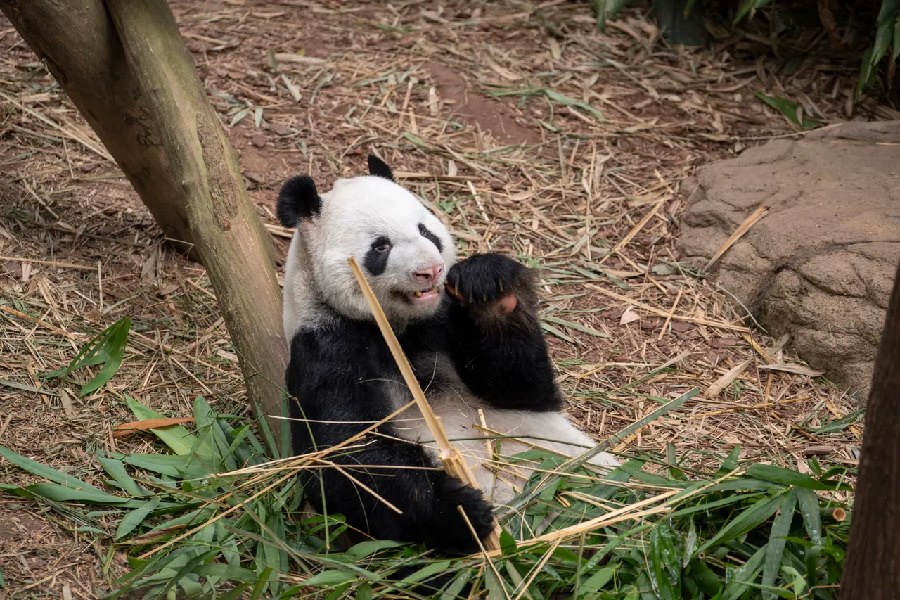 Panda Kai Kai