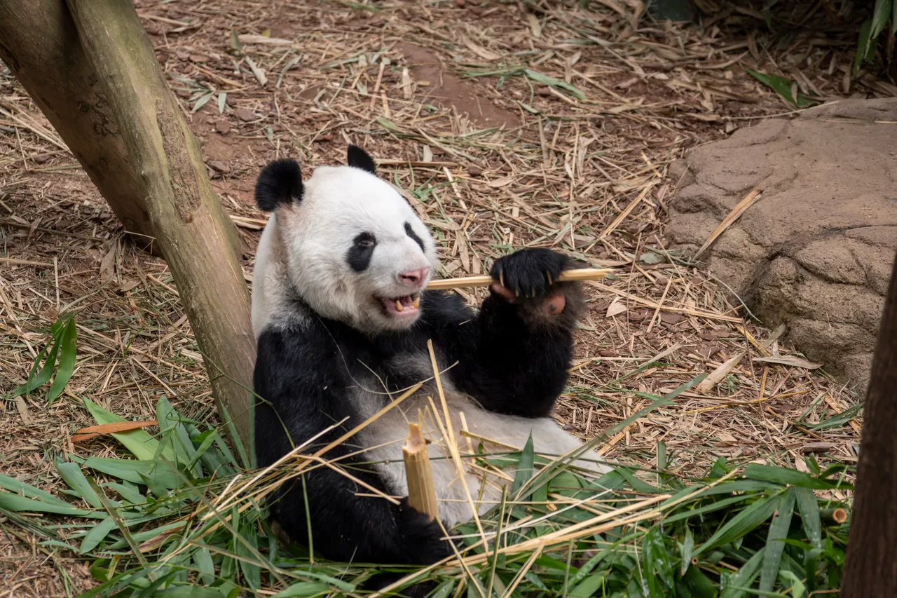 Panda Kai Kai