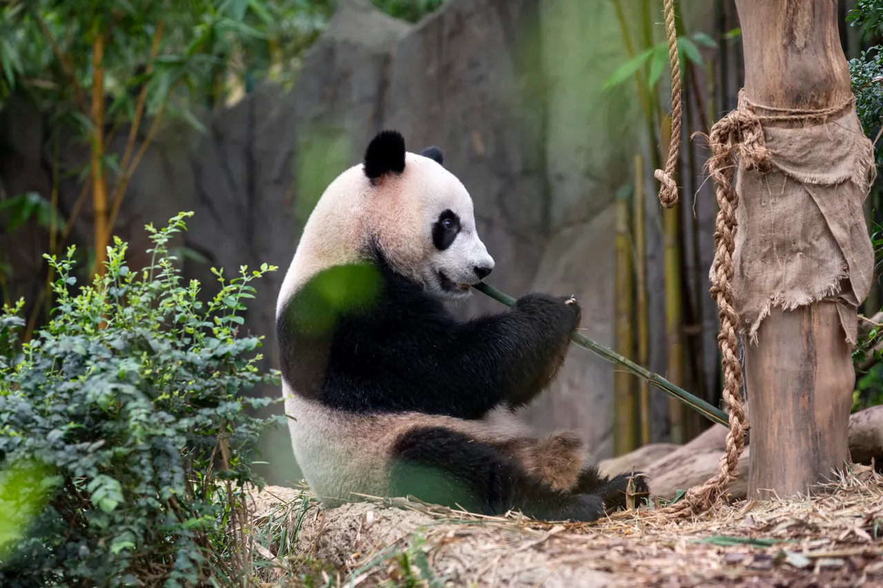 Panda Le Le
