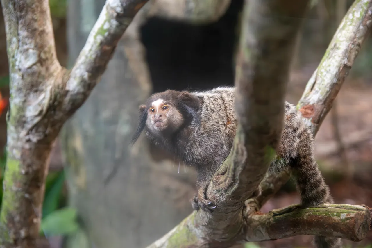 Black-tufted marmoset