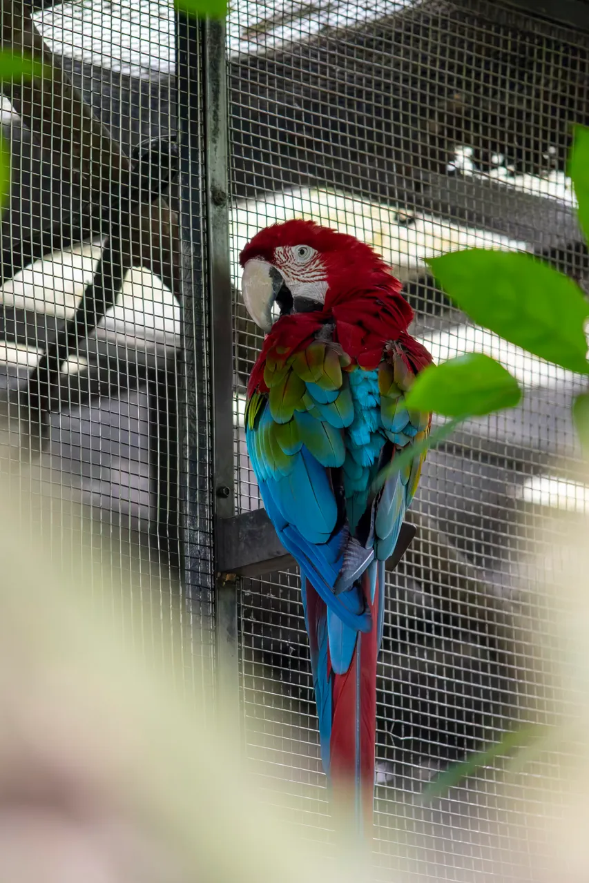 Macaw parrot