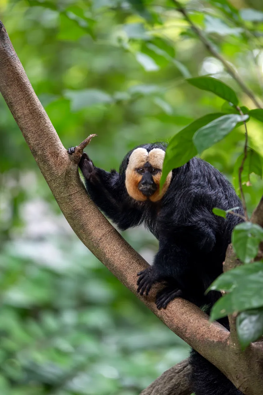 White faced saki monkey