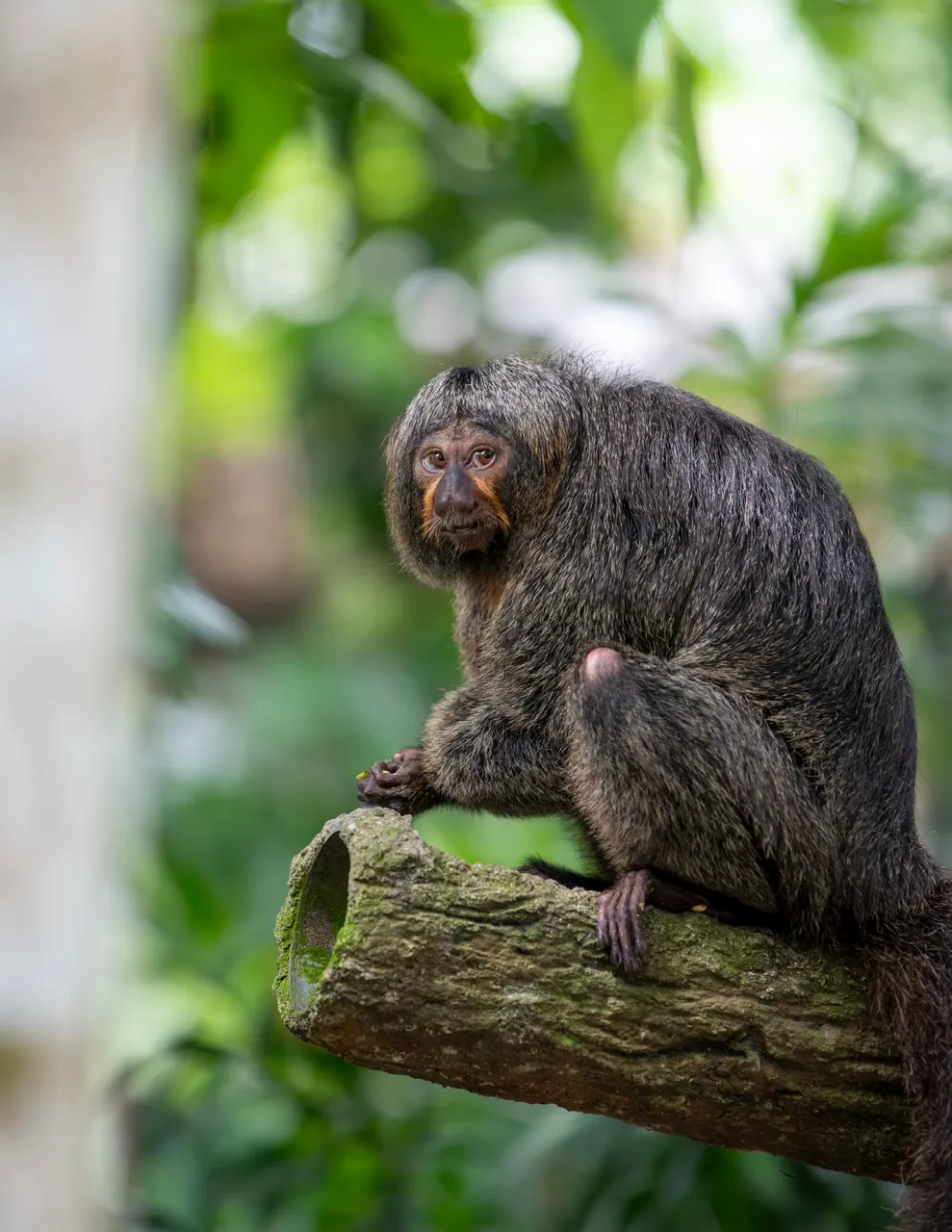 White faced saki monkey