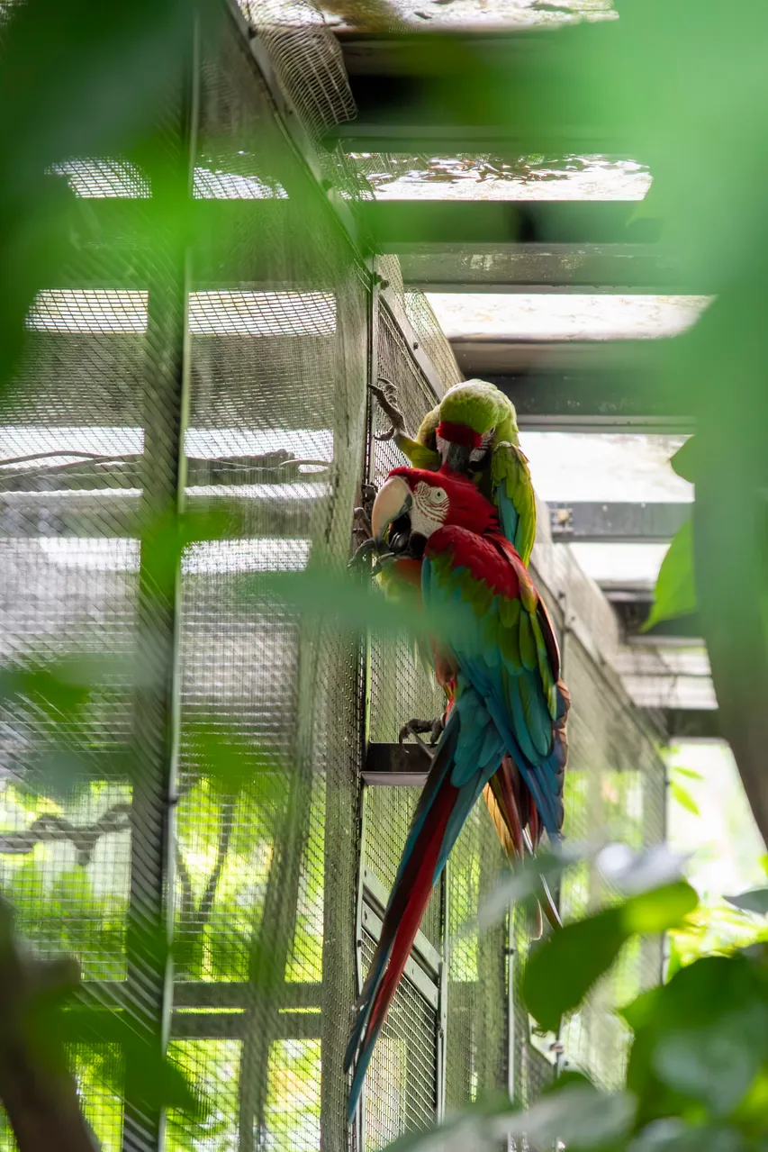 Macaw parrots