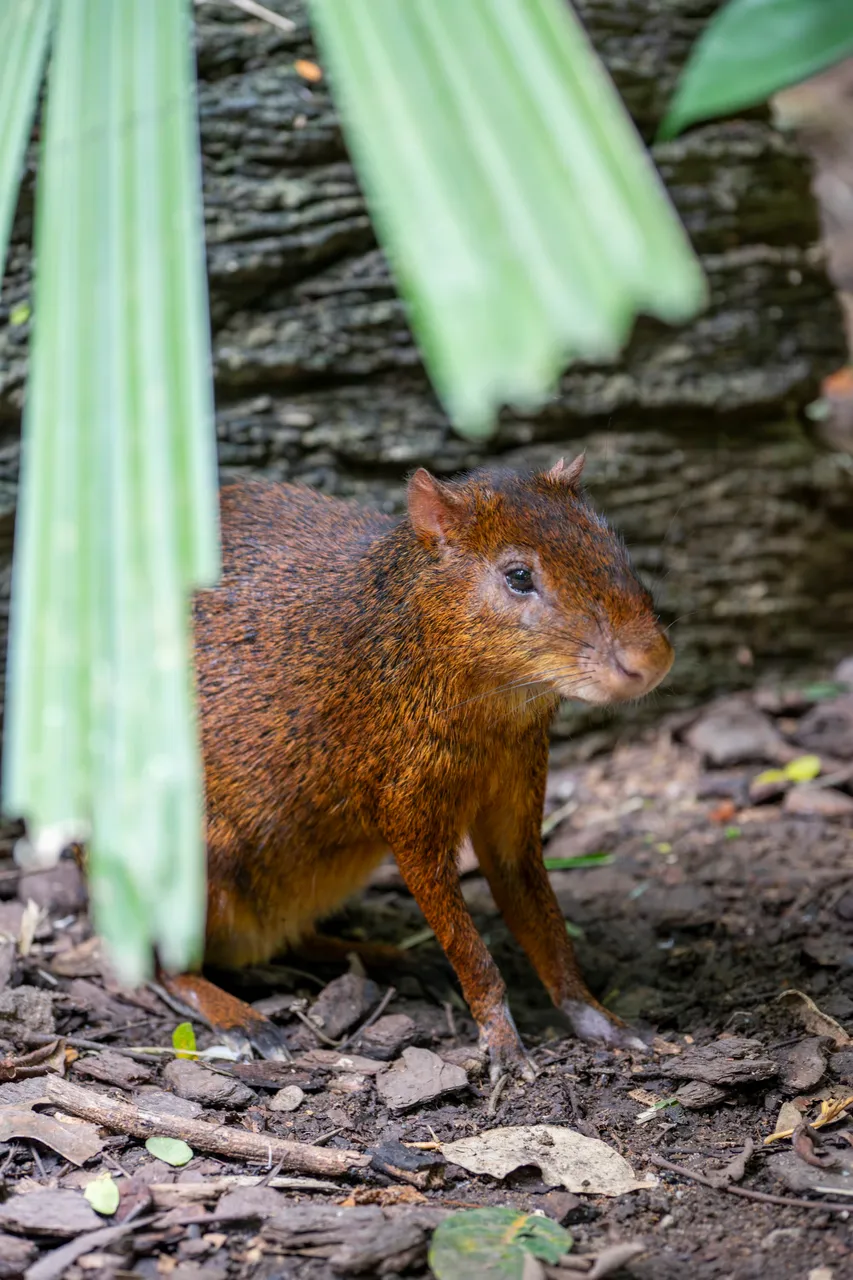 Azara’s Agouti