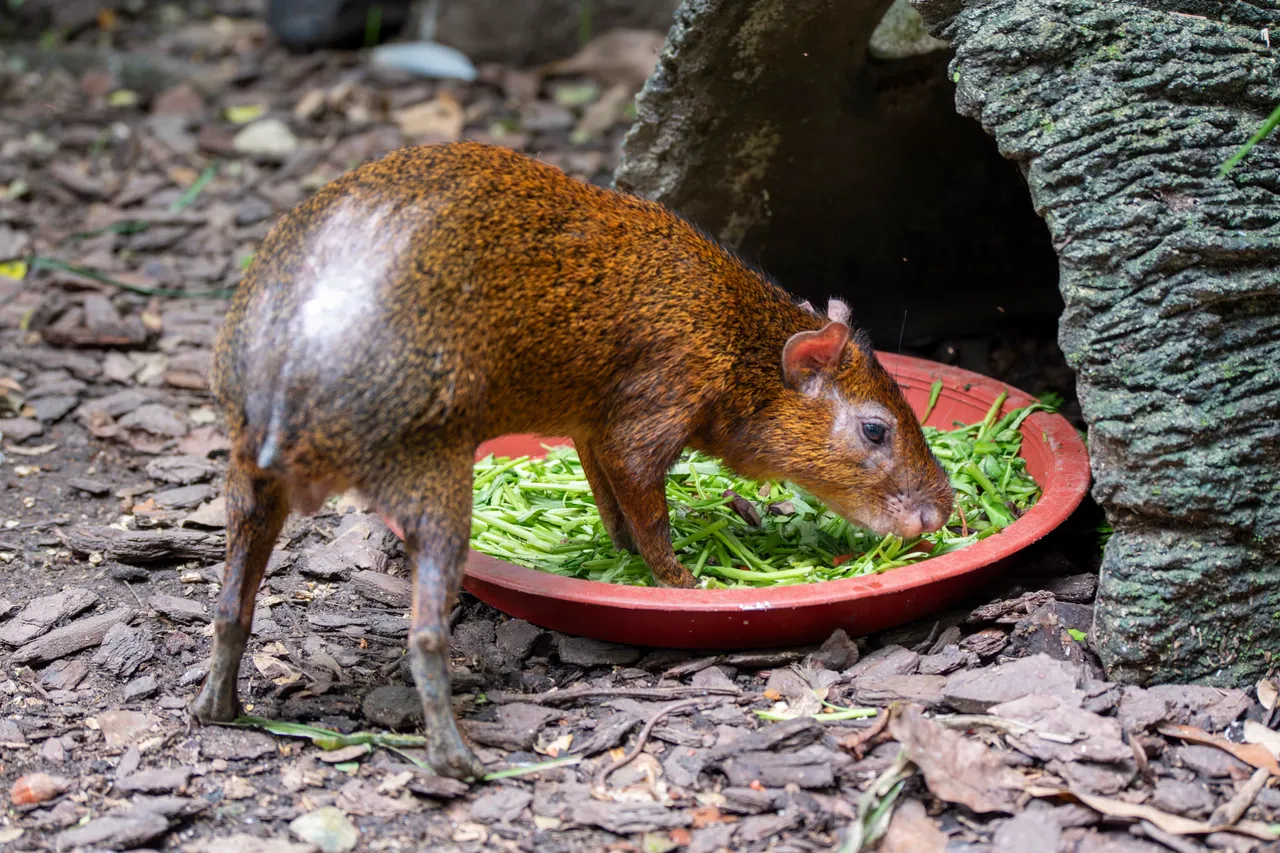 Azara’s Agouti