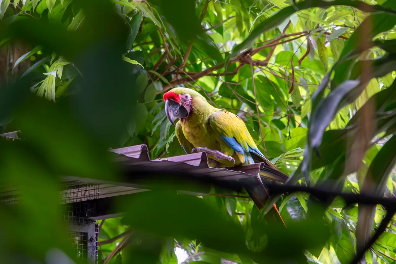 Macaw parrot