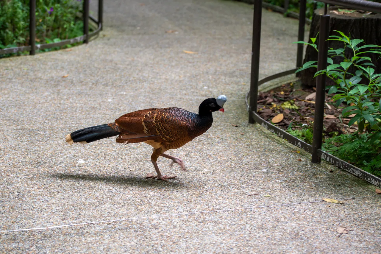 Helmeted curassow