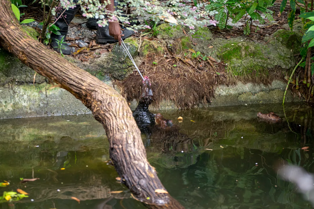 Feeding crocodiles