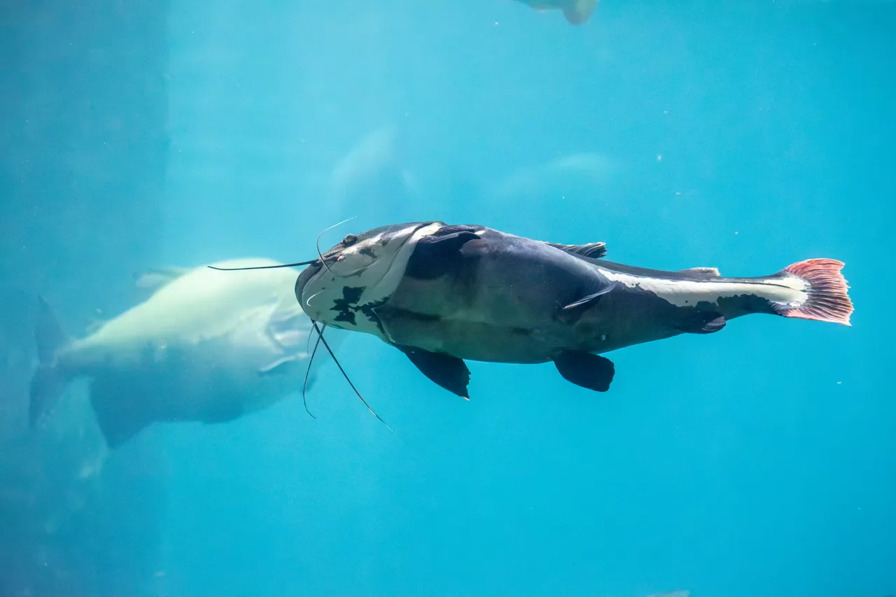 Mekong giant catfish