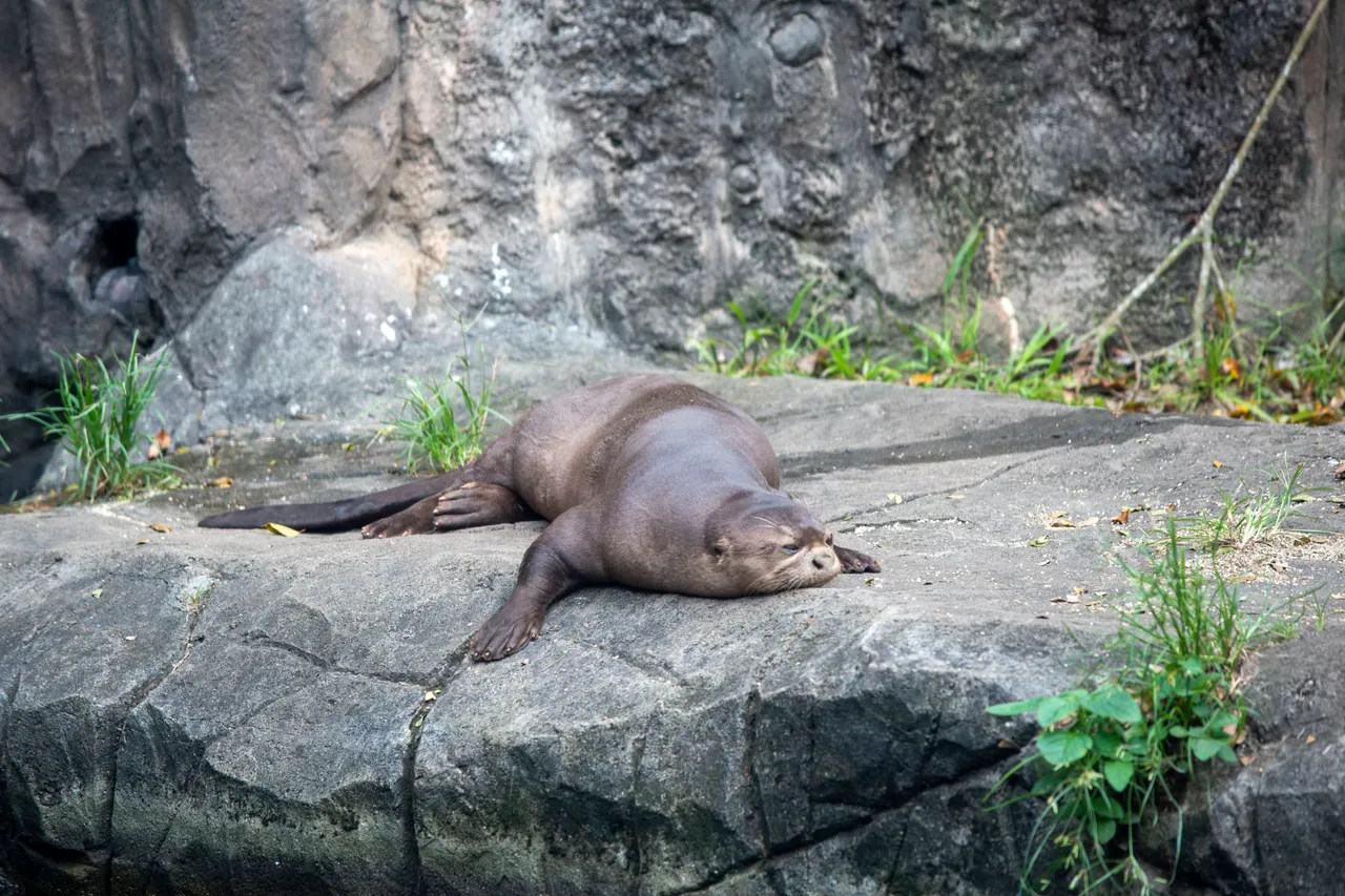 Giant river otter