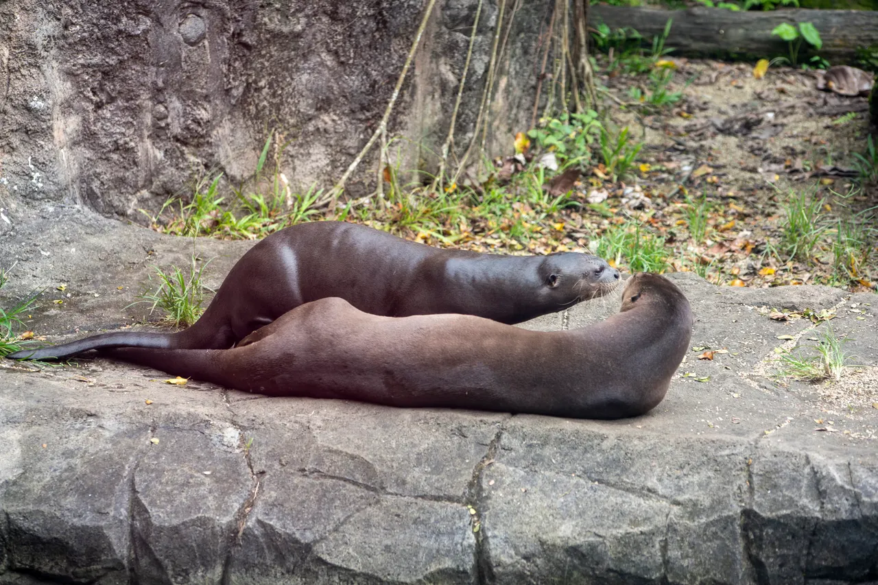 Giant river otters