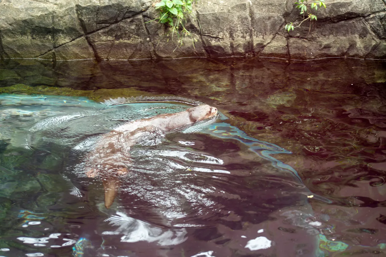 Giant river otter