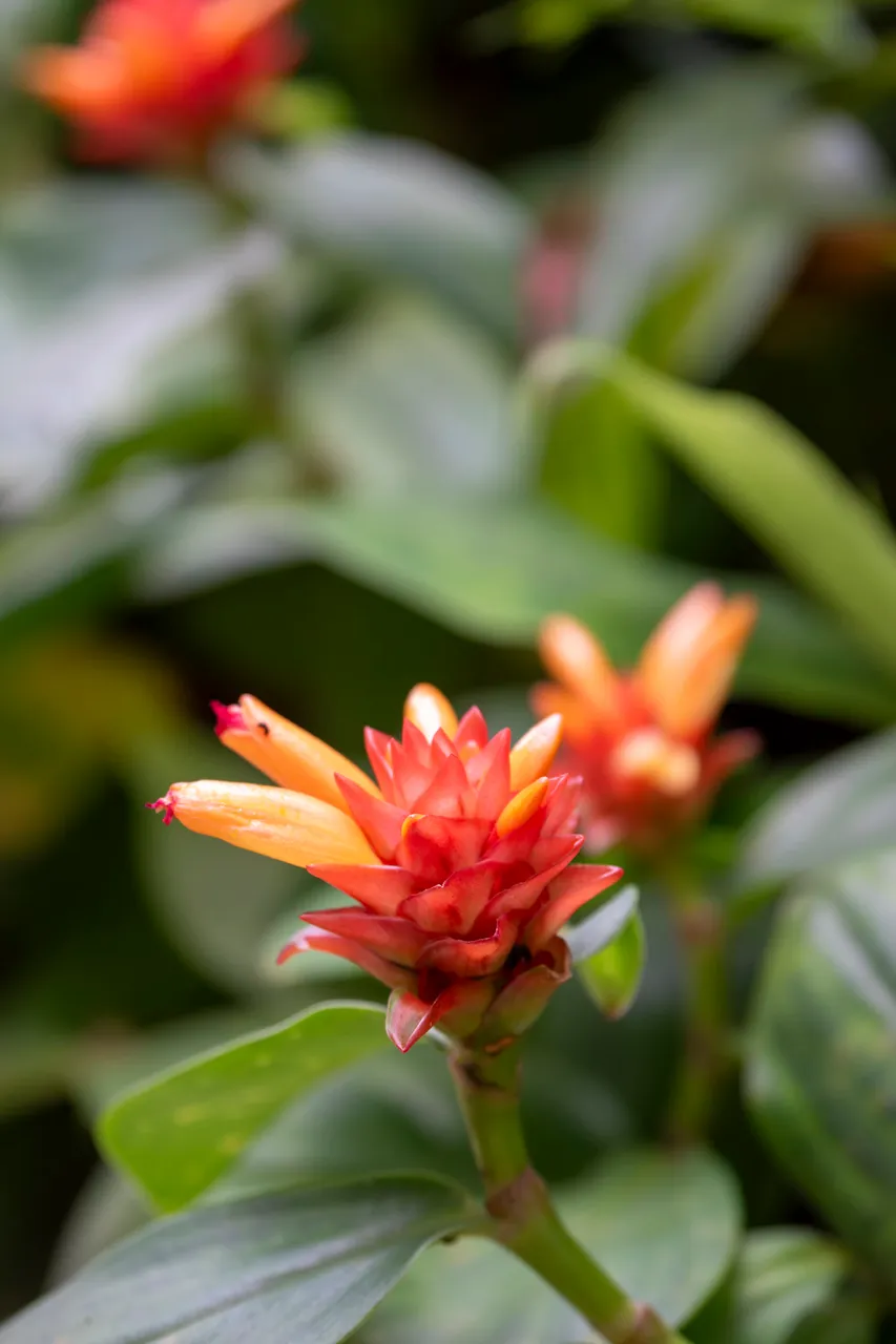 Costus curvibracteatus